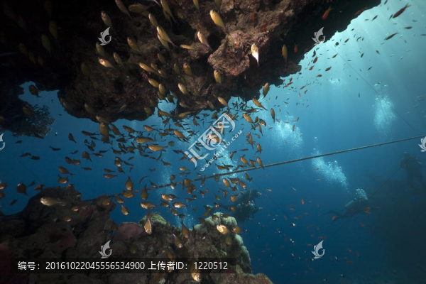 海洋；珊瑚和魚
