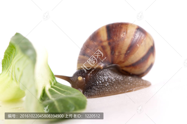 蝸牛的宏