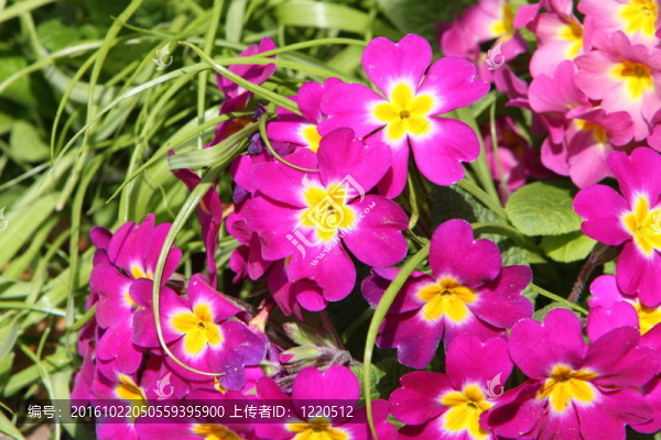 西洋櫻草