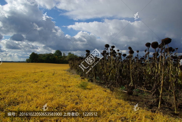Sonnenblumenfeld,Duerre,-向日葵田間干旱01