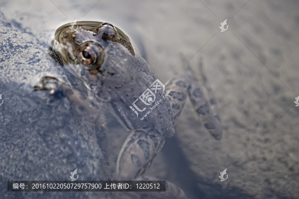 水下的青蛙