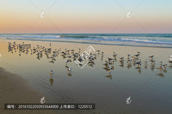 海鷗