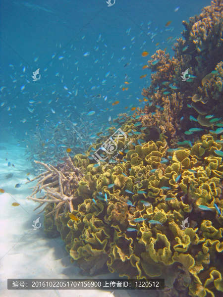 大堡礁水下場景