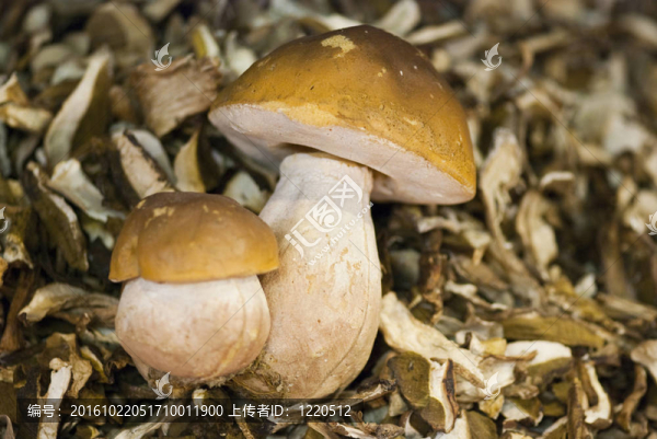 牛肝菌干片