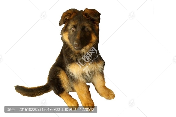 德國牧羊犬