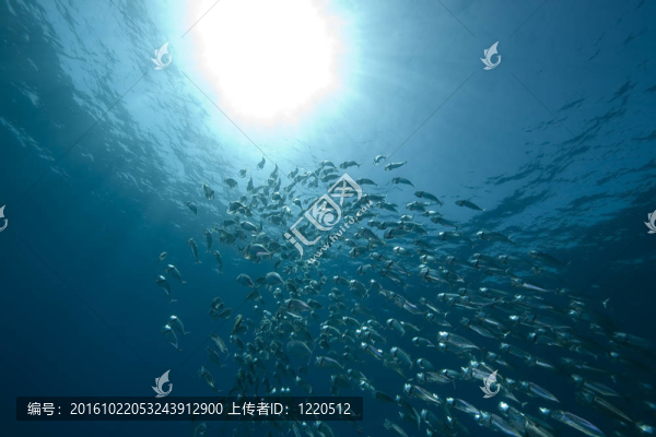 鯖魚學(xué)校供給