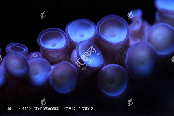水下極端水深章魚觸角