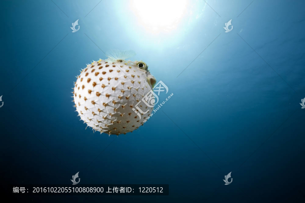 yellowspotted短刺和海洋