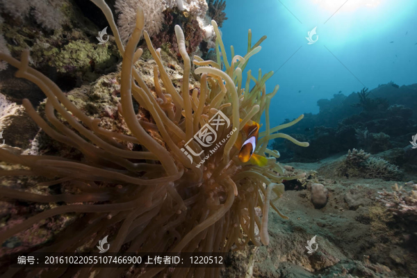 海葵和小丑魚(yú)