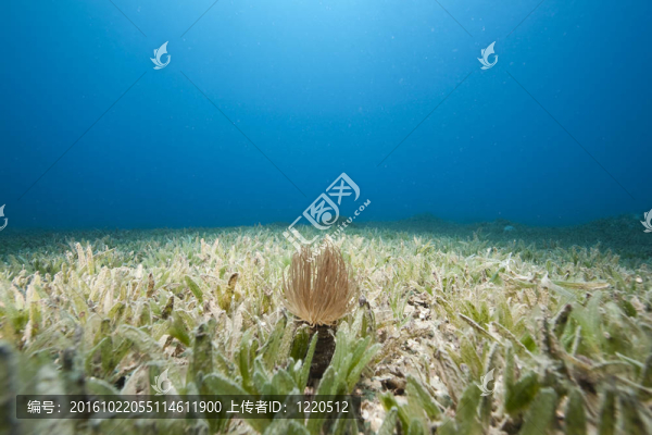 管海葵和海草