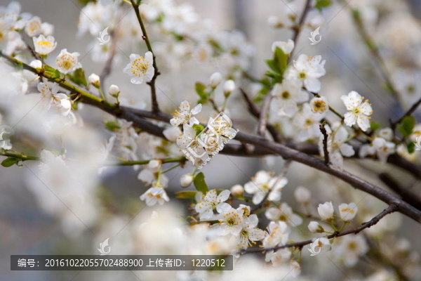 櫻桃枝和花