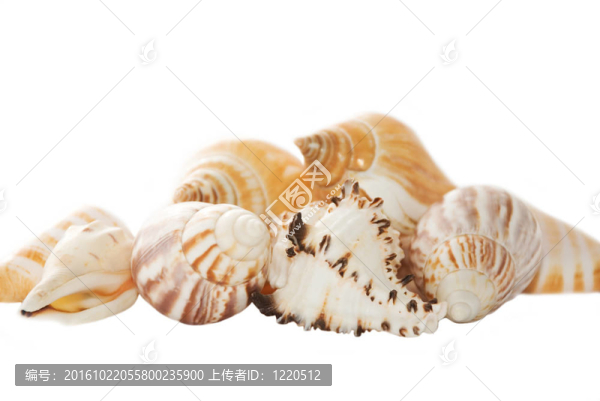 海海扇殼