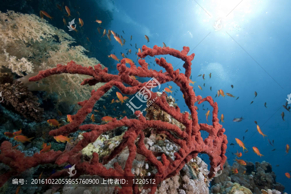 海洋；珊瑚和魚(yú)