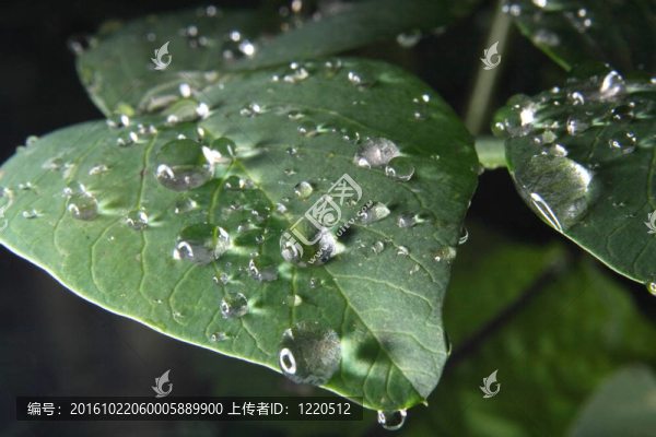 綠葉水滴
