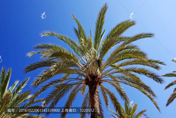 綠色棕櫚樹和明亮的藍(lán)色晴朗的夏日天空。