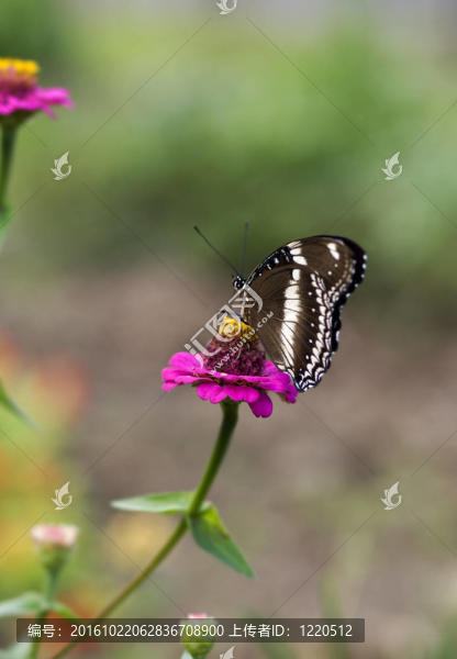 蝴蝶Hypolimnas,bolina共同eggfly女