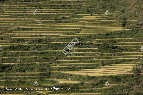 梯田Rice,Fields