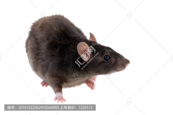 年輕的黑老鼠