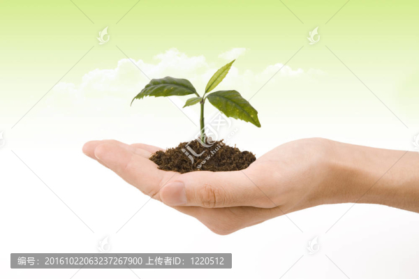 植物在手