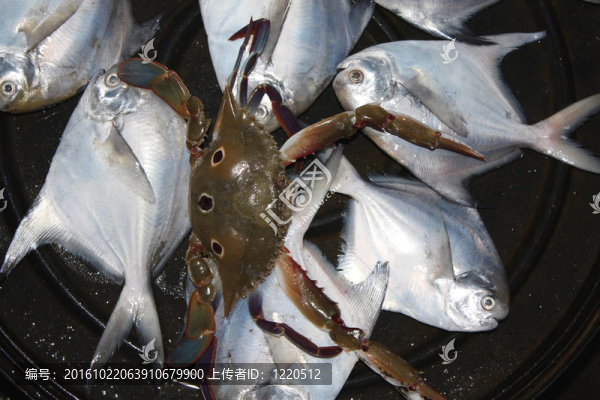 生海鮮