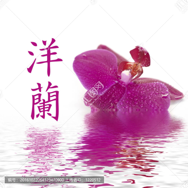 中國(guó)蘭花