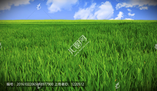 草地和天空