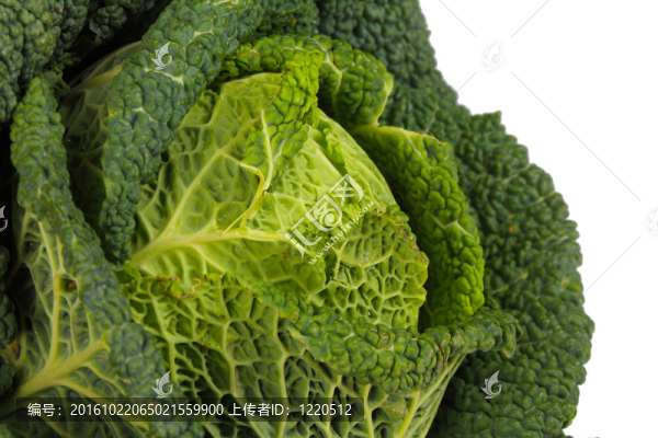 皺葉甘藍特寫