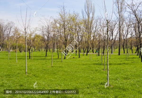 在Tineretului公園綠化環(huán)境；布加勒斯特
