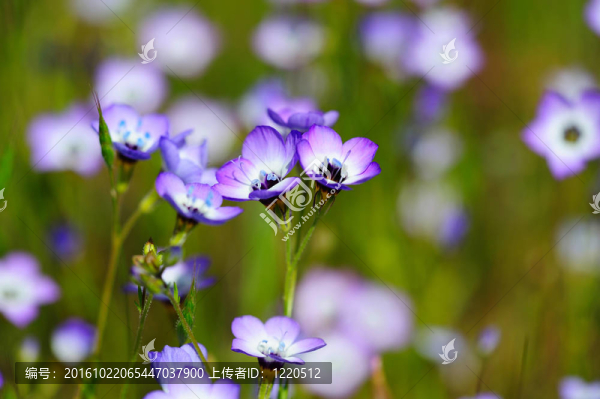 Gilia,Tricolor（Polemoniaceae）
