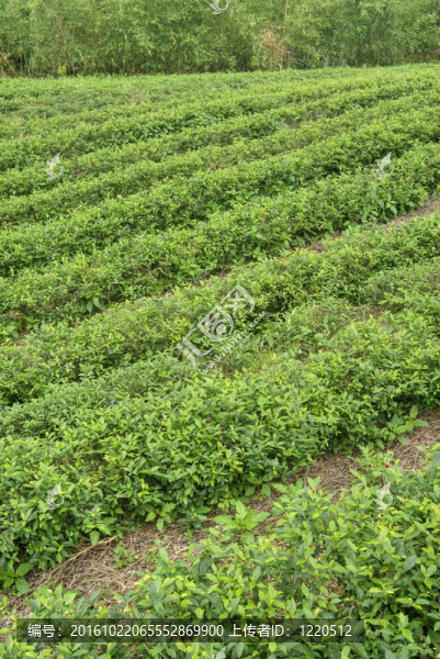 茶園