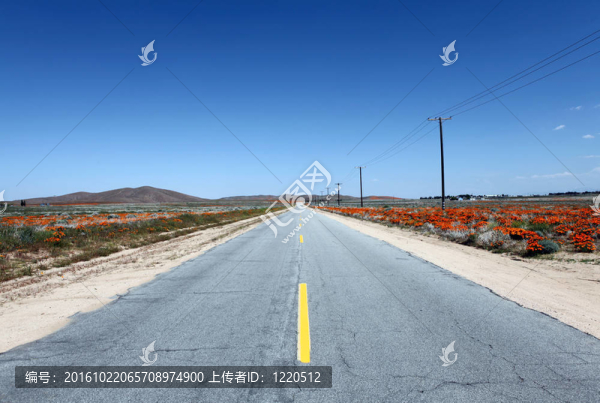 罌粟的路