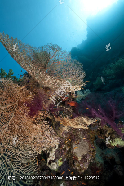 沙鷗；海洋魚類