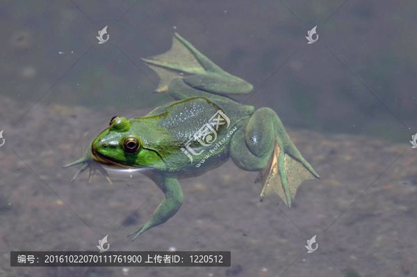 綠色的青蛙