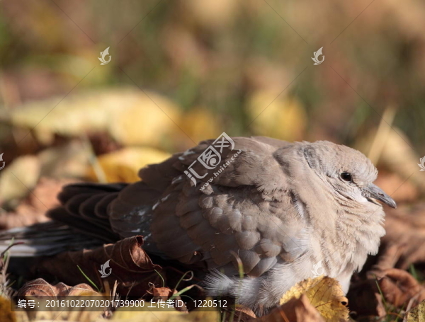 灰斑鳩又名斑鳩（斑鳩decaocto）