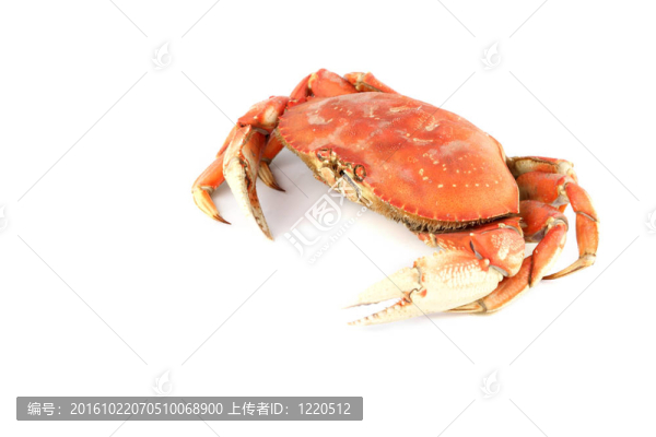 珍寶蟹