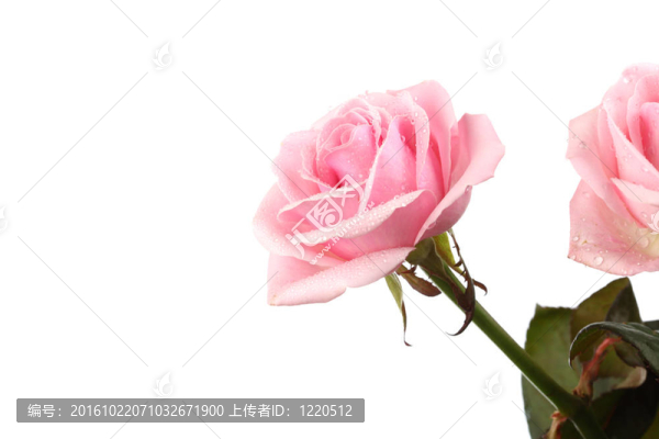 粉紅色的玫瑰