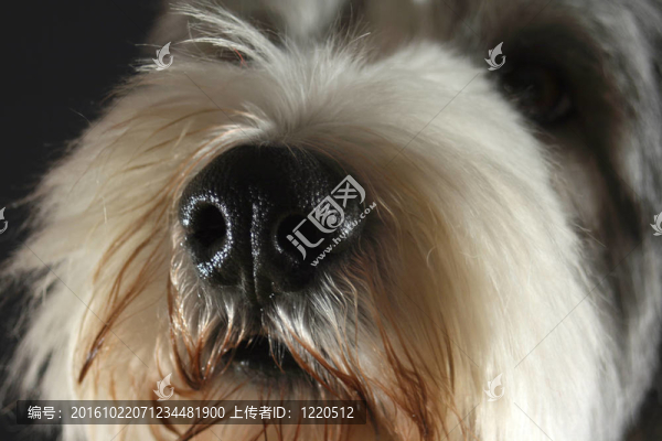 狗的鼻子