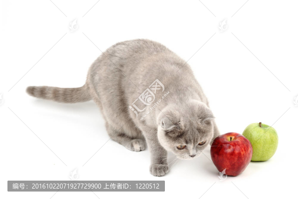 貓的蘋果