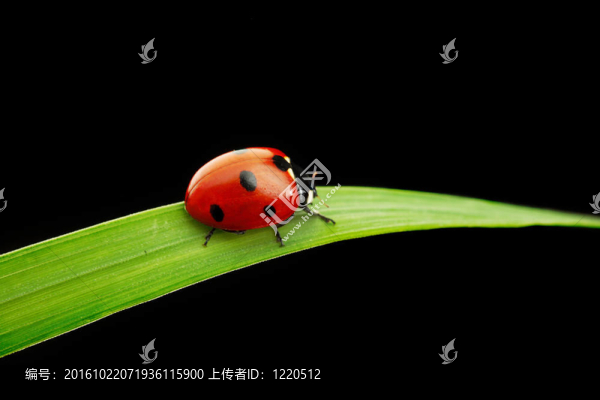 瓢蟲孤立在黑