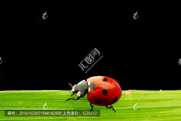 瓢蟲孤立在黑