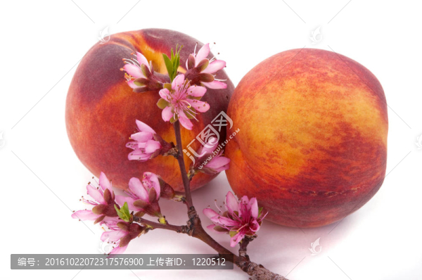 桃花果