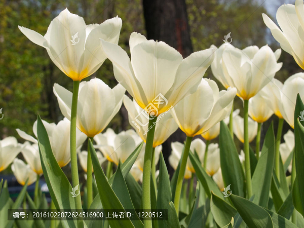 花園里的白色郁金香