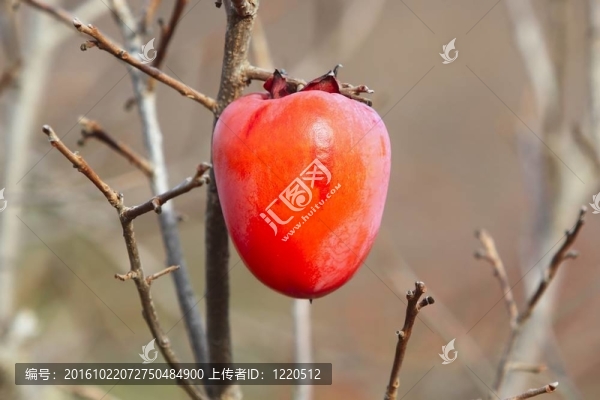 樹上的柿子