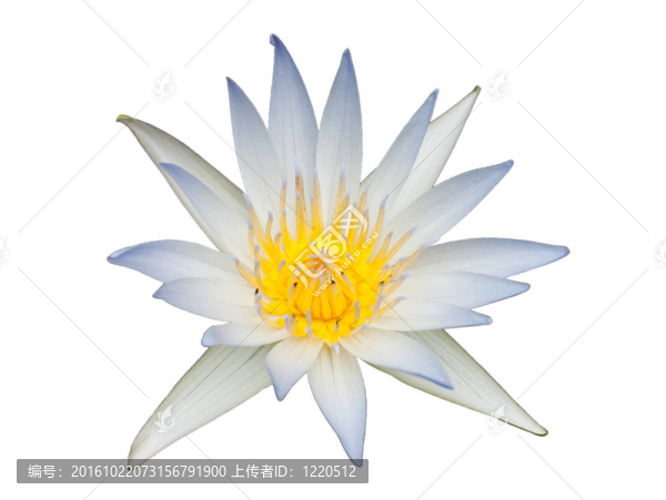 蓮花