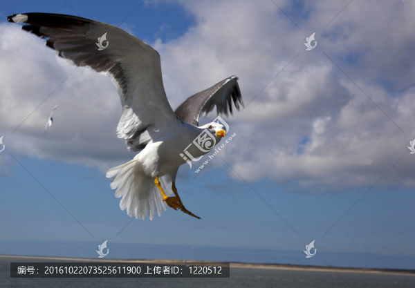 藍(lán)色天空的海鷗
