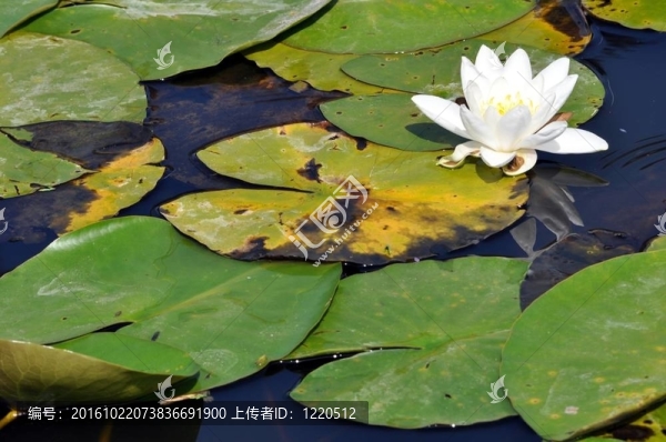 睡蓮在池塘里休息