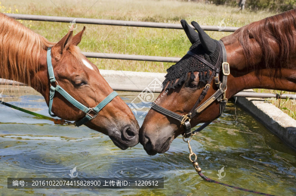 對saddlebreds