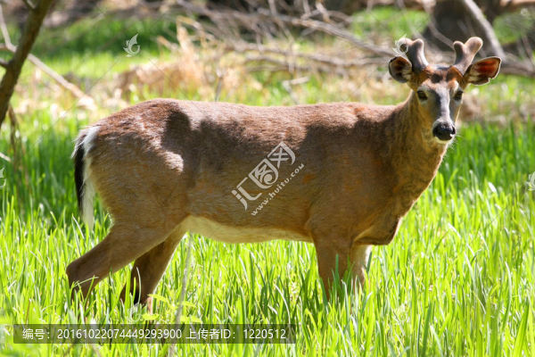 白尾Deer,Buck