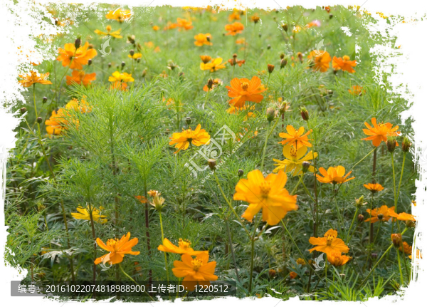 橙白色森林