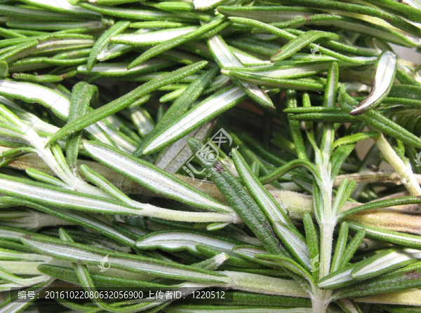 羅斯瑪麗（迷迭香）